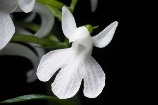 Imagem de Ponerorchis graminifolia Rchb. fil.