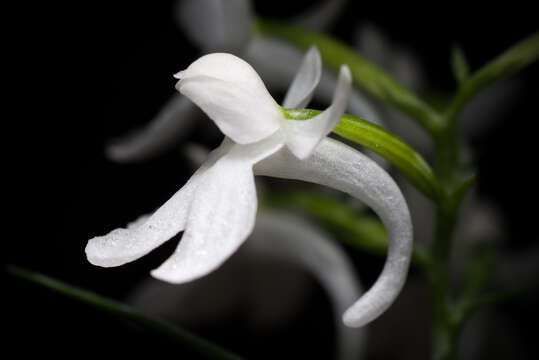 Image of Ponerorchis graminifolia Rchb. fil.