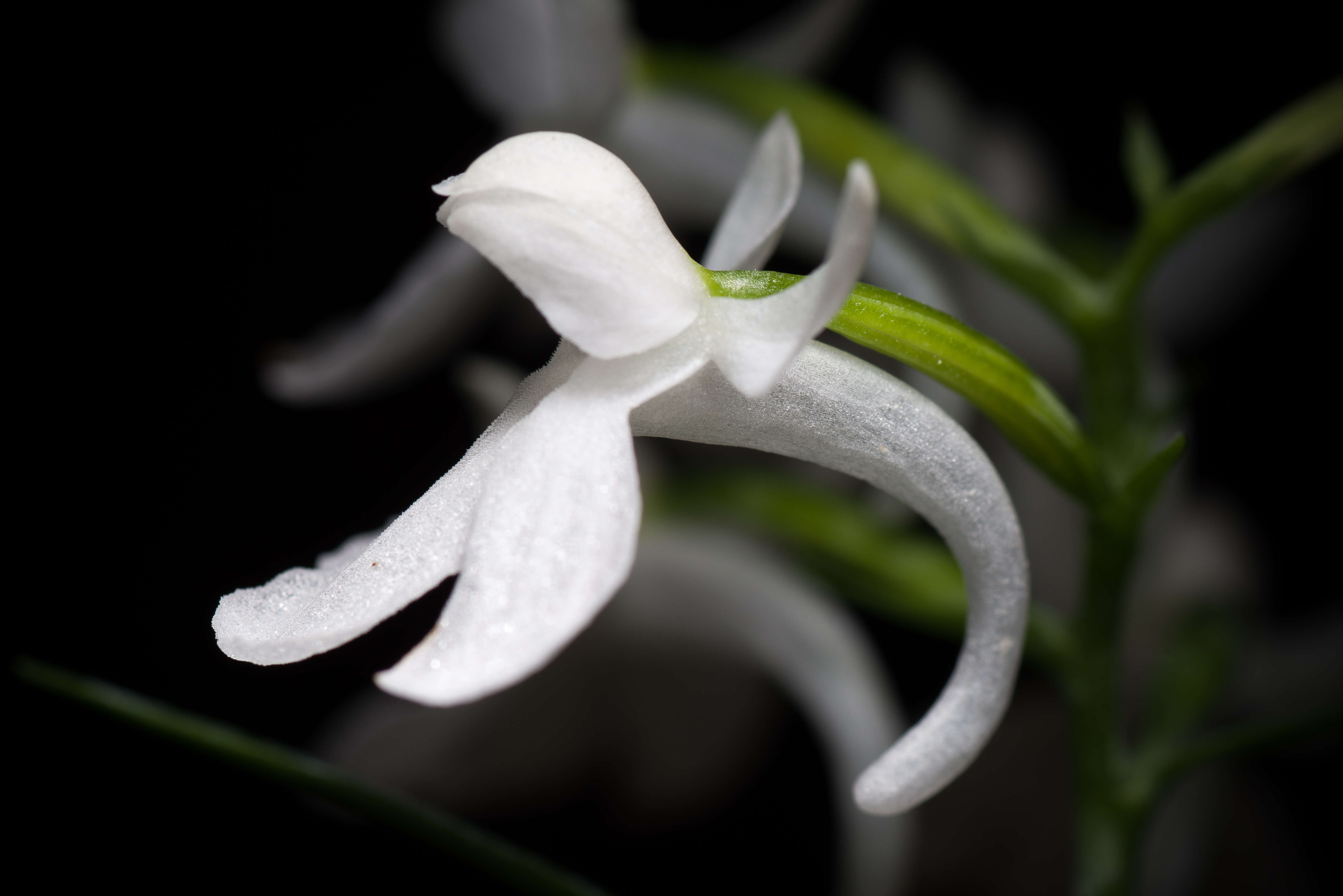 Imagem de Ponerorchis graminifolia Rchb. fil.