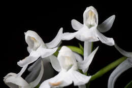 Imagem de Ponerorchis graminifolia Rchb. fil.