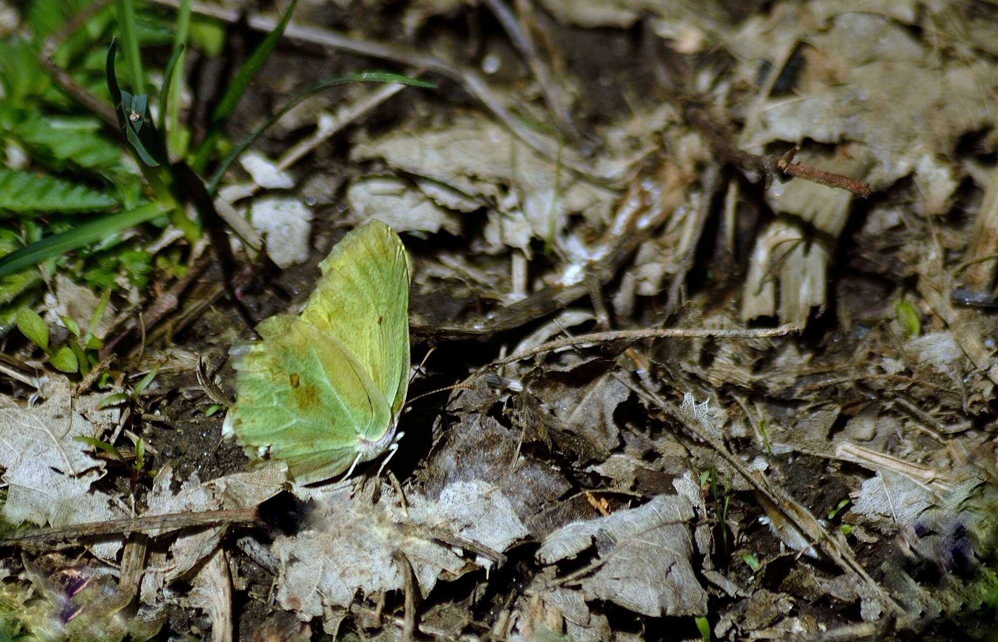 Imagem de Gonepteryx rhamni (Linnaeus 1758)