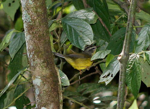 Basileuterus culicivorus (Deppe 1830) resmi