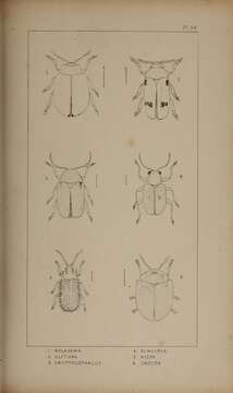 Image of Cassida (Odontionycha) viridis Linnaeus 1758