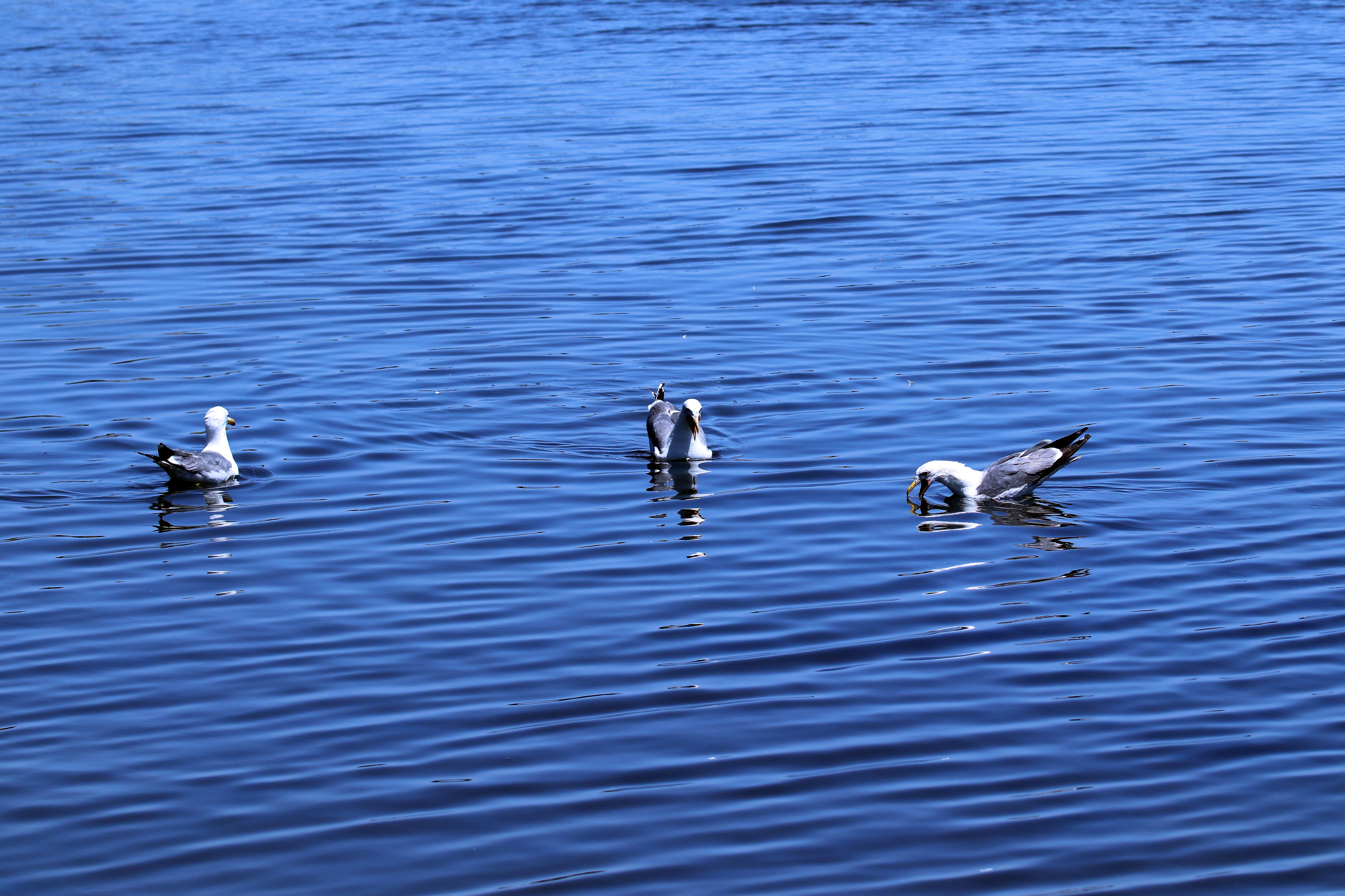 Image of California Gull