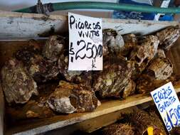 Image of giant barnacle