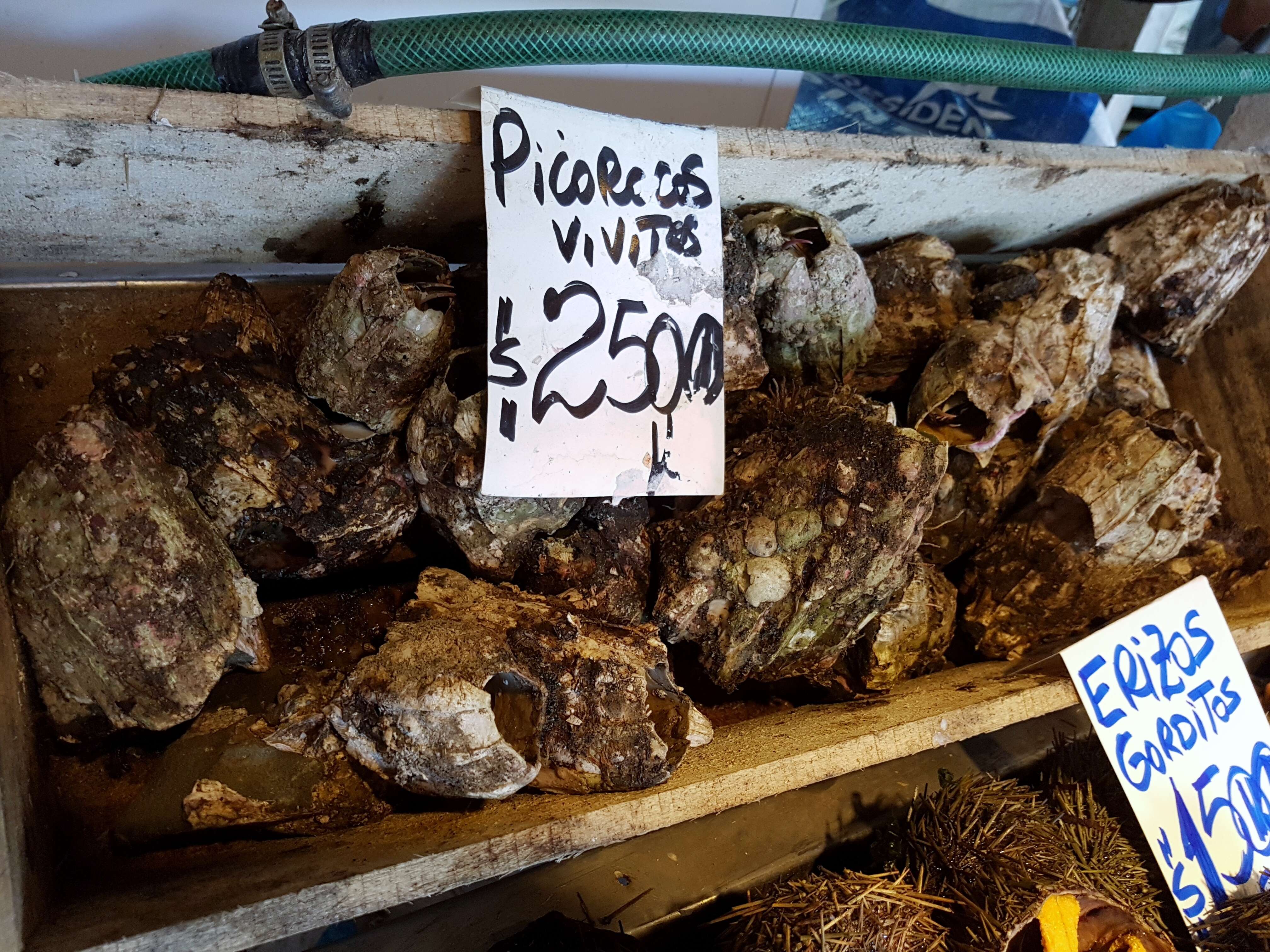 Image of giant barnacle