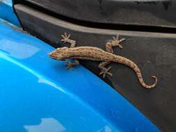 Image of Brook's House Gecko