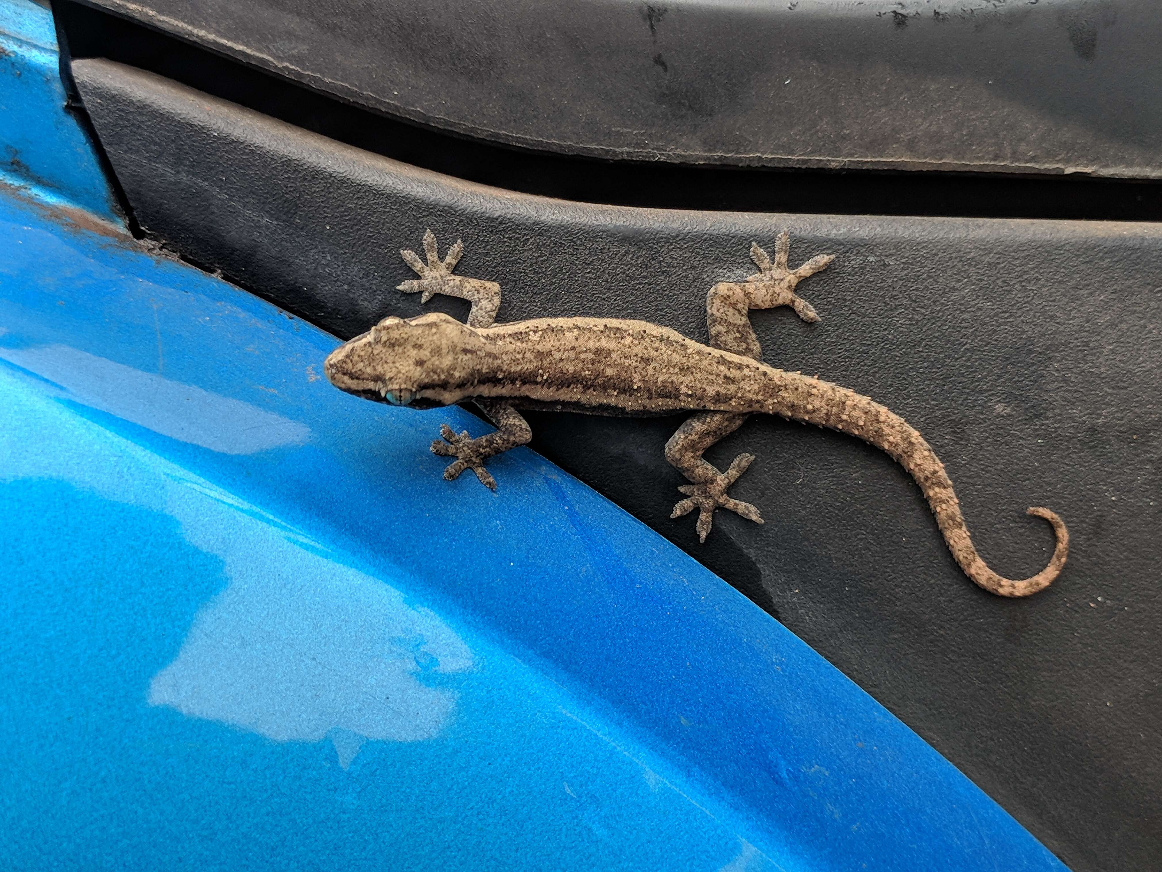 Image of Brook's House Gecko