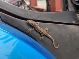 Image of Brook's House Gecko