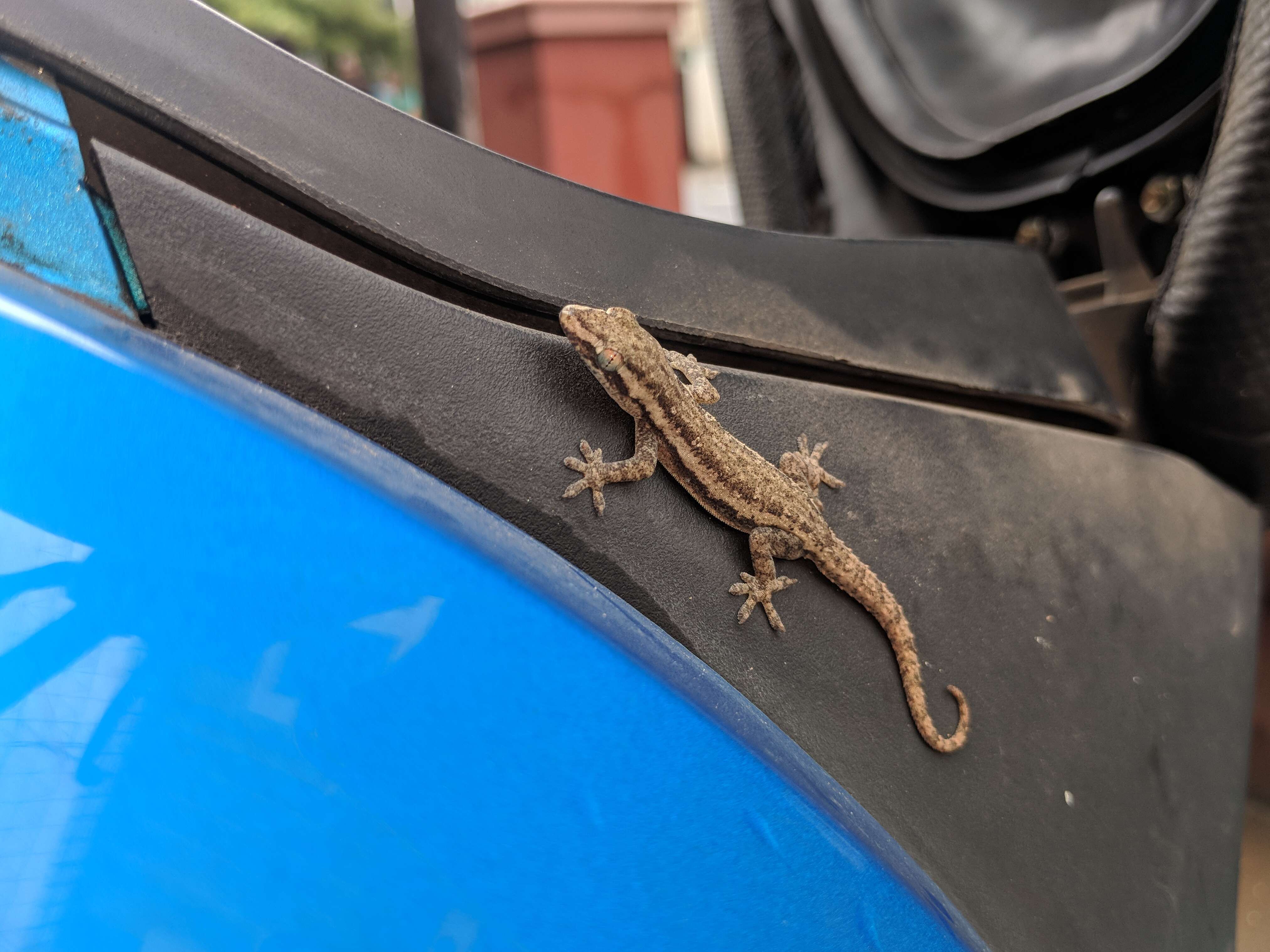 Image of Brook's House Gecko