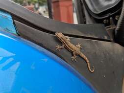 Image of Brook's House Gecko