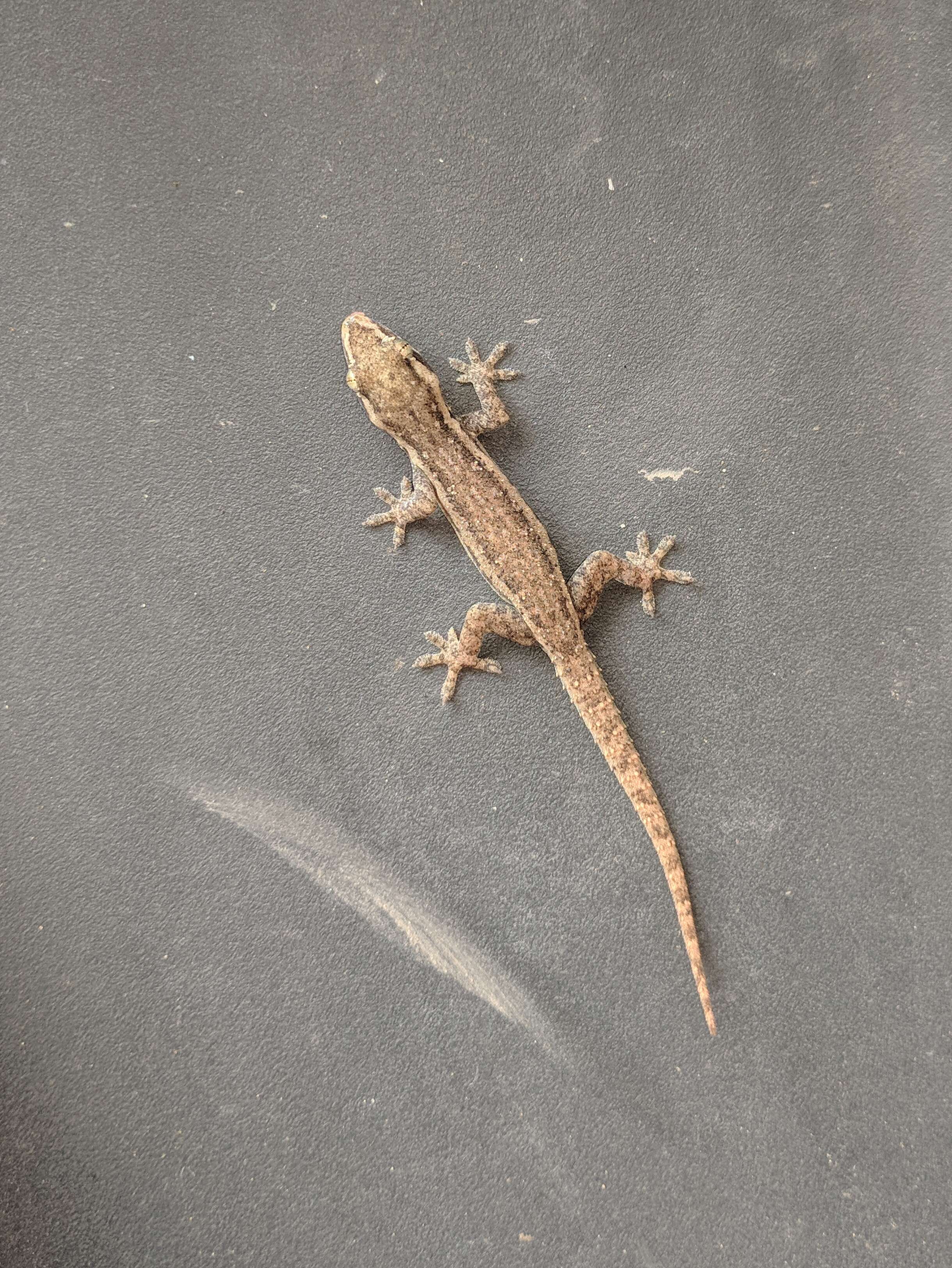 Image of Brook's House Gecko