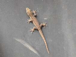 Image of Brook's House Gecko