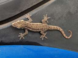 Image of Brook's House Gecko