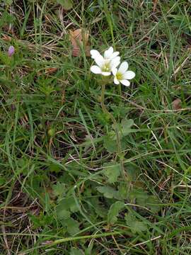 Image of Livelong Saxifrage