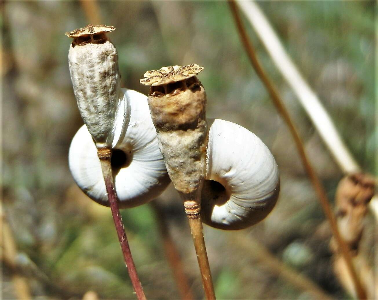 Image of Mediterranean Coastal Snail