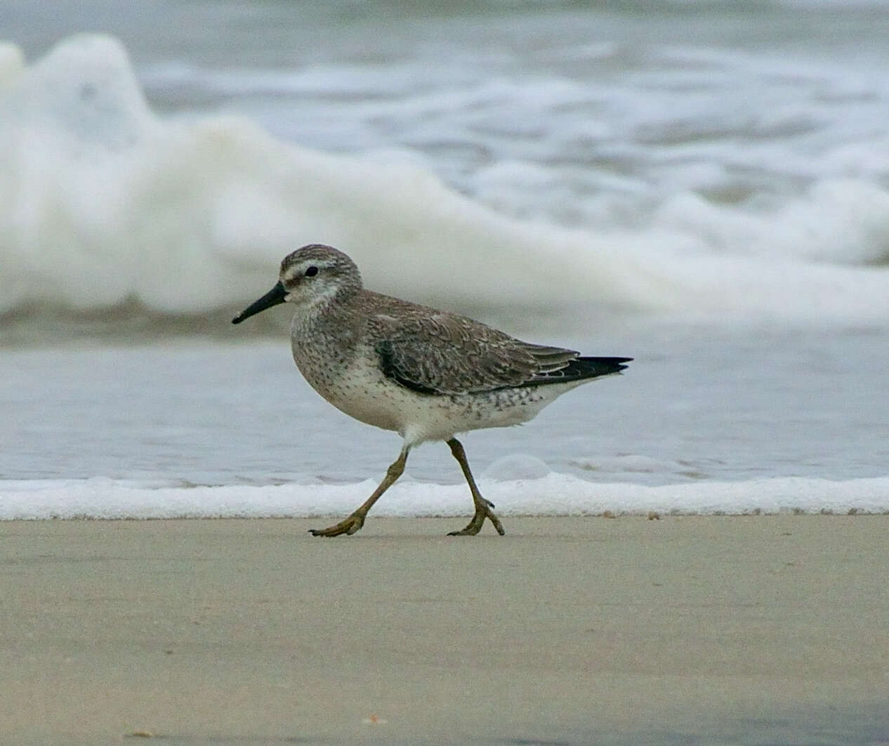 Image of Knot