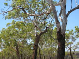 Image of Eucalyptus miniata A. Cunn. ex Schau.