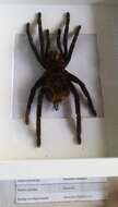 Image of Columbian lesserblack tarantula