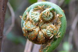 Image of Dicksonia sellowiana (Presl) Hook.