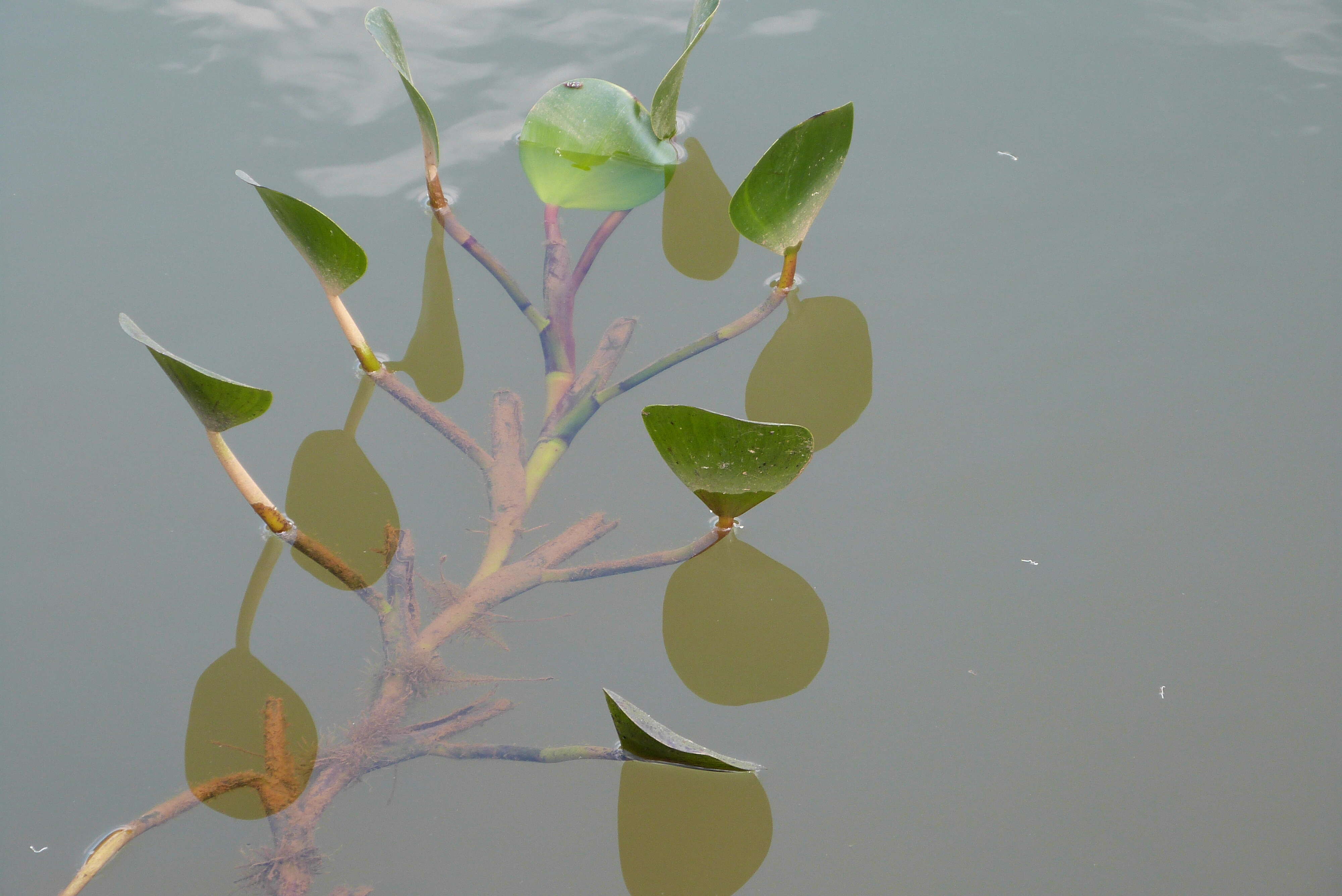 Image of anchored water hyacinth