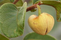 Image of Annona crassiflora Mart.