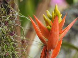 Image of Aechmea chantinii (Carrière) Baker