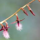 Image de Bulbophyllum saltatorium Lindl.