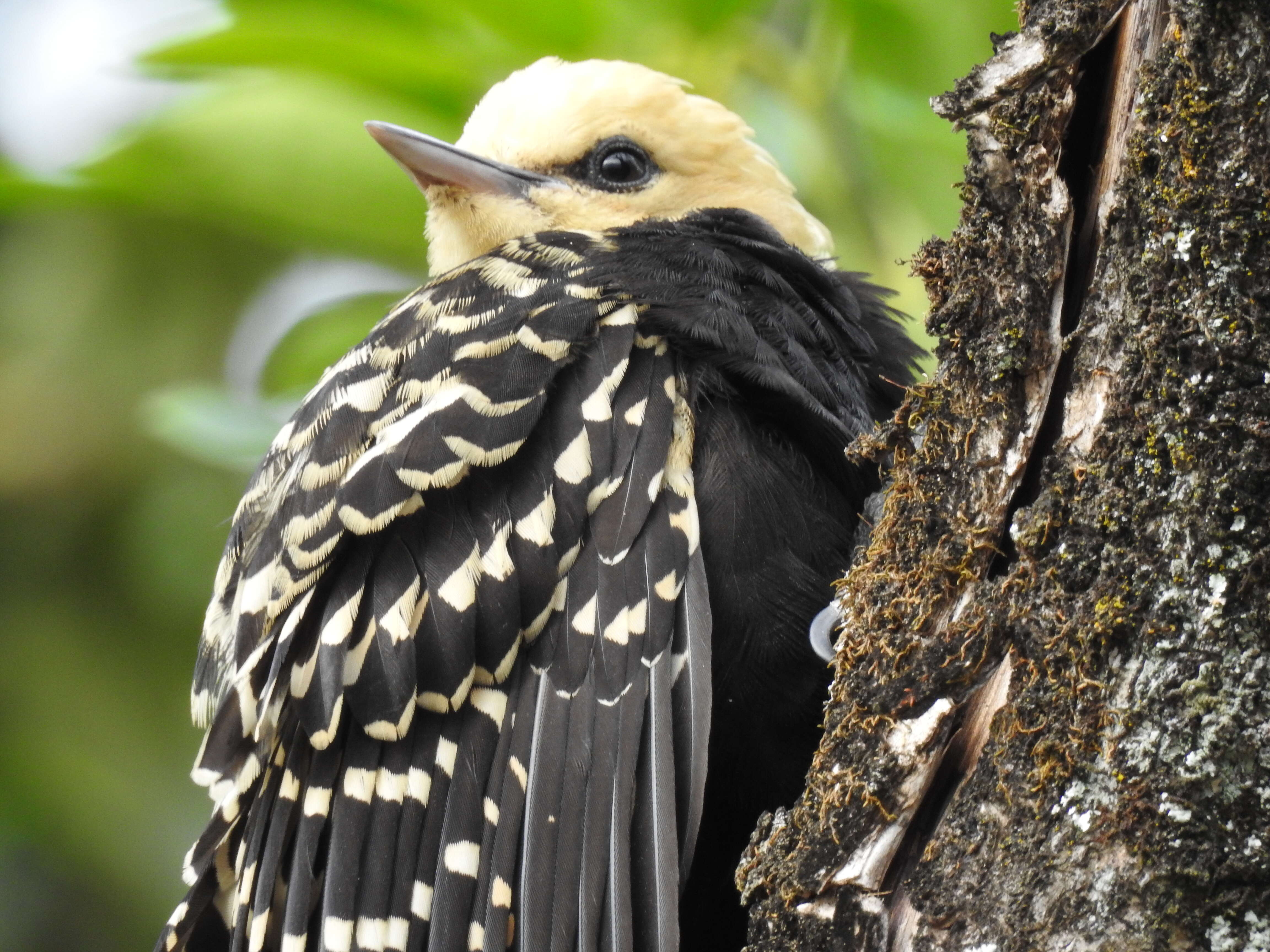 Image of Blond-crested Woodpecker