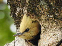 Image of Blond-crested Woodpecker