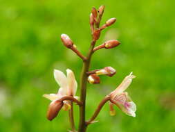 Image of Monk orchid