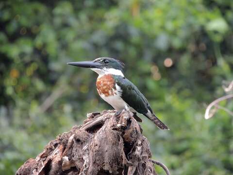 Image of Green Kingfisher