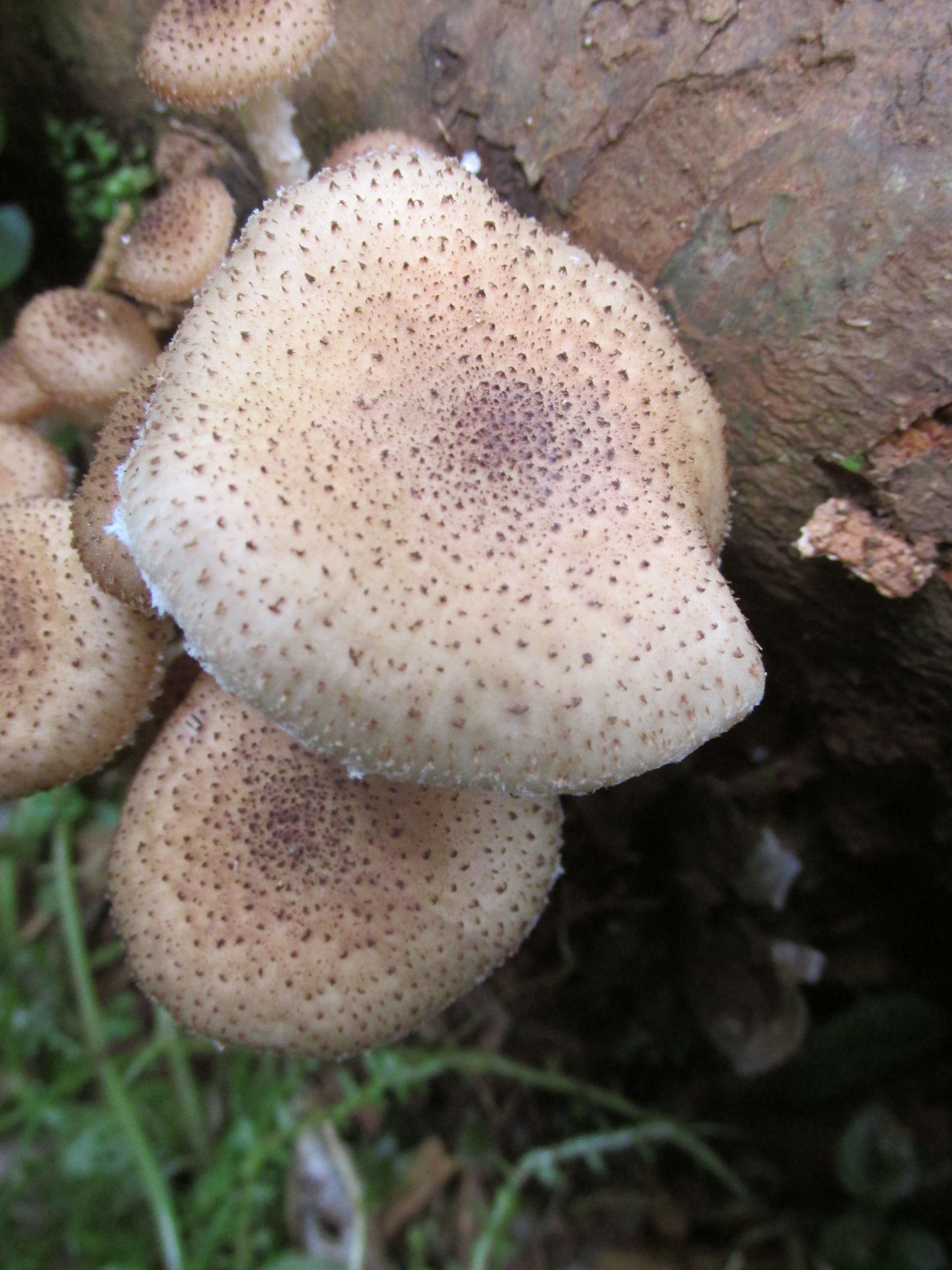 Image of Armillaria fuscipes Petch 1909