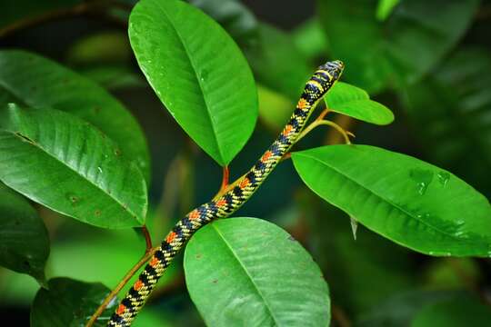 Image of Ornate Flying Snake