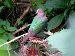 Image of Common Emerald Dove