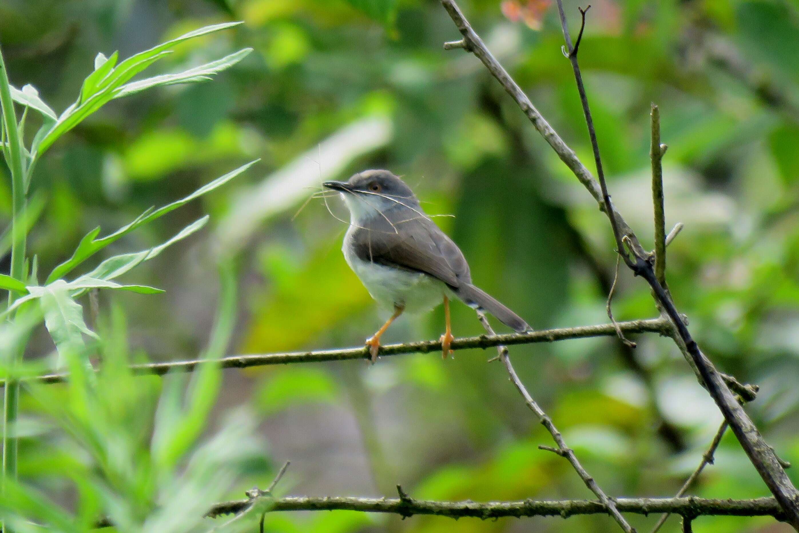 Image of Grey-breasted Prinia