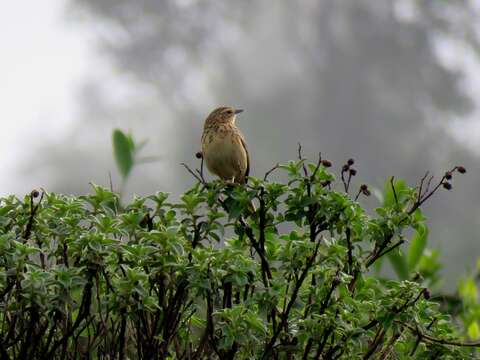 Image of Nilgiri Pipit