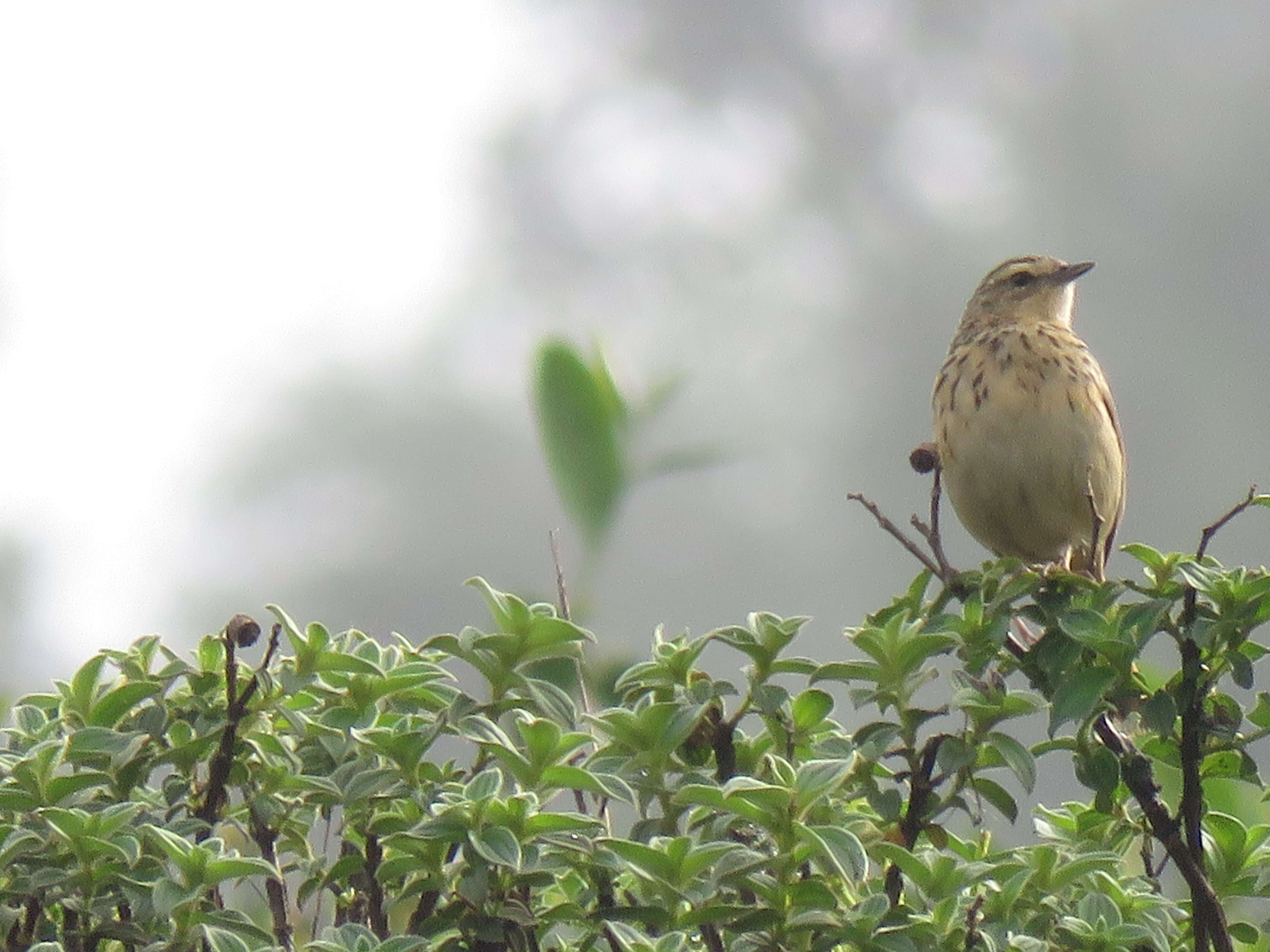 Image of Nilgiri Pipit