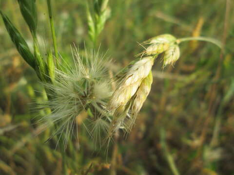 Слика од Bromus hordeaceus L.