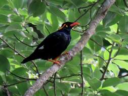 Image of Southern Hill Myna