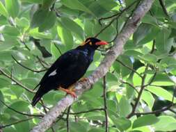 Image of Southern Hill Myna