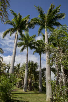 Image of Roystonea oleracea (Jacq.) O. F. Cook