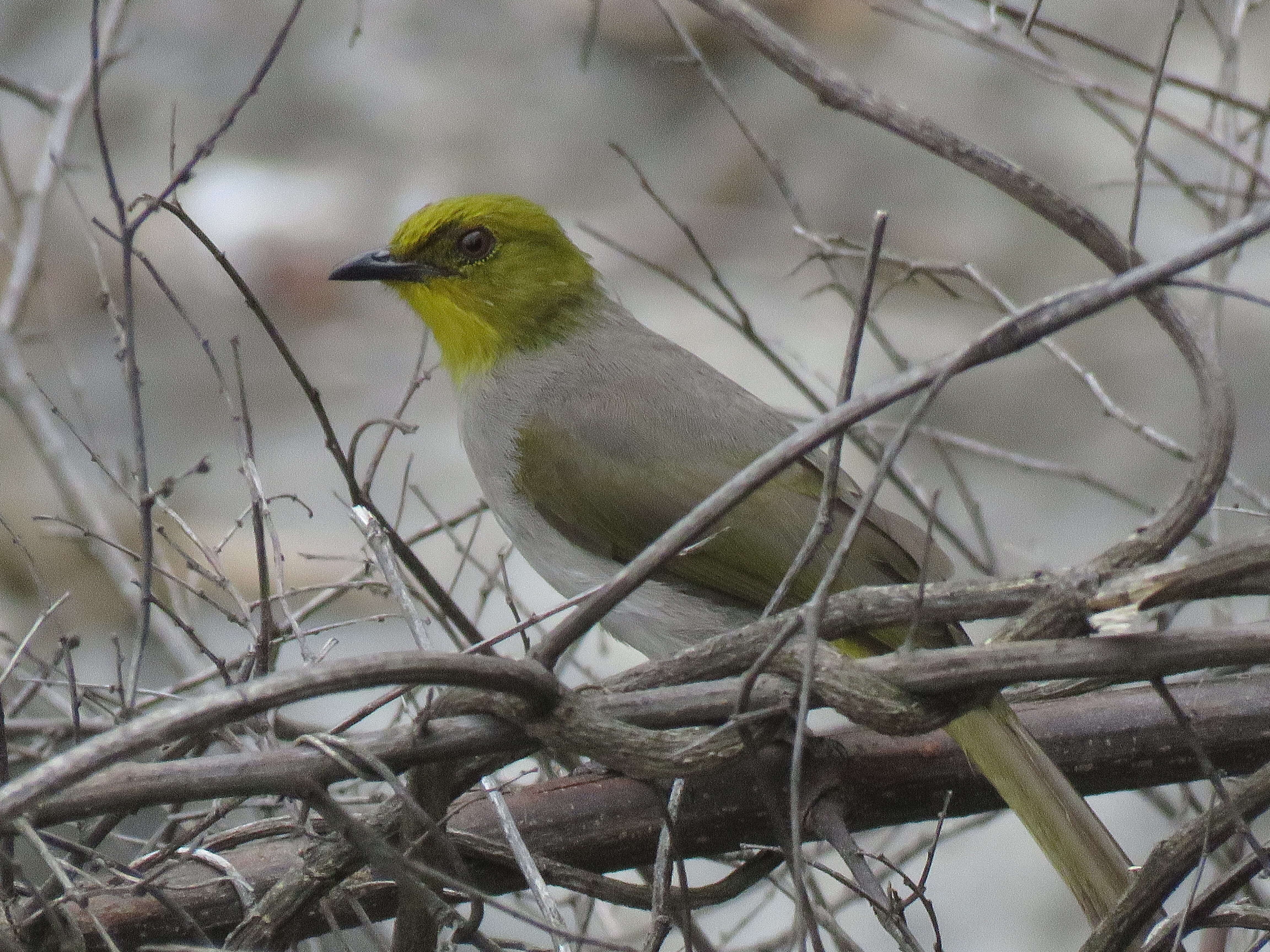 Image of Yellow-throated Bulbul