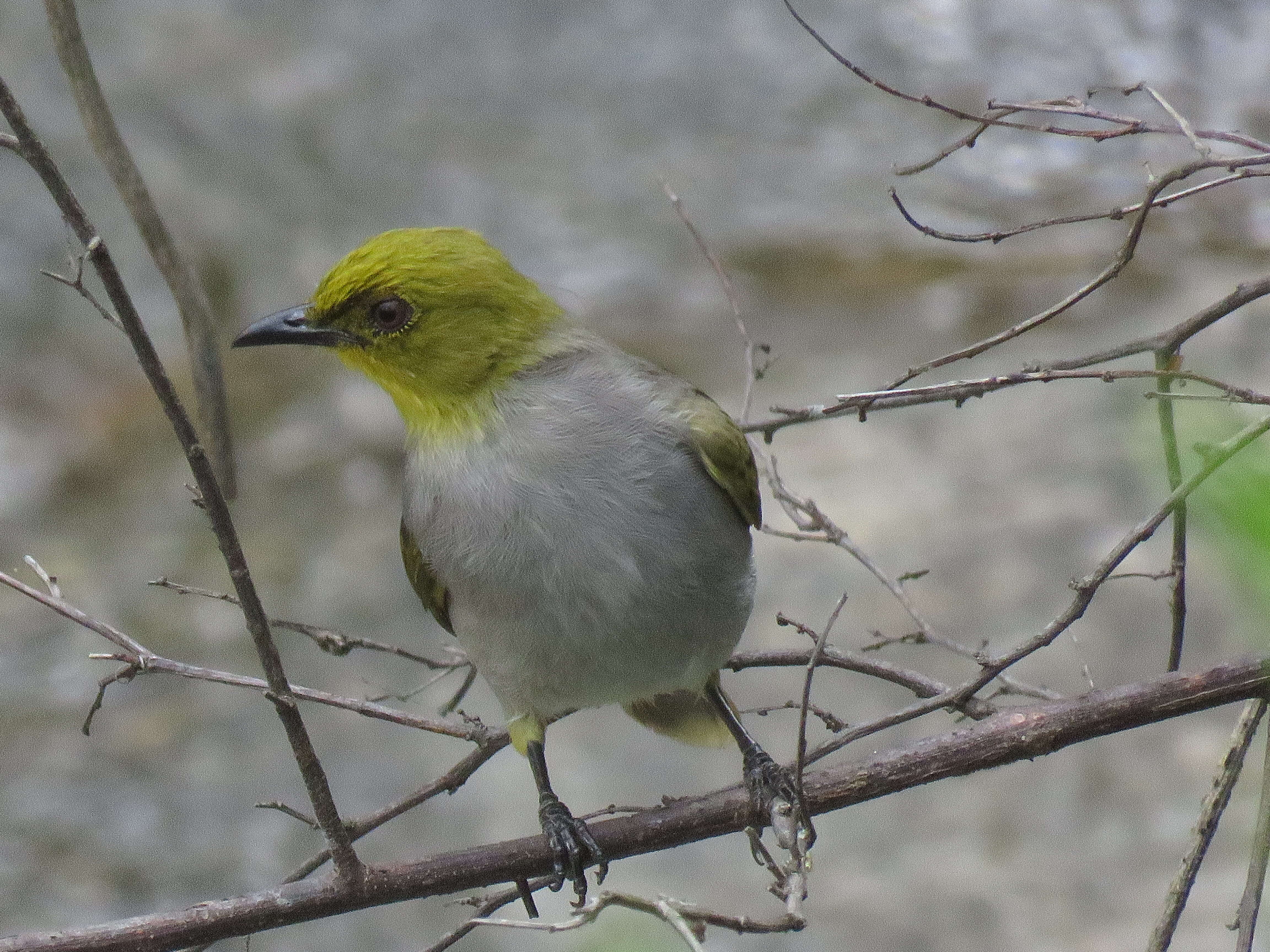 Image of Yellow-throated Bulbul