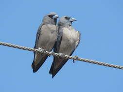 Image of Ashy Wood Swallow