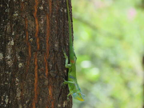 Image of Big Scaled Variable Lizard