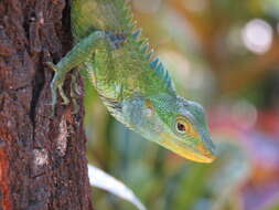 Image of Big Scaled Variable Lizard