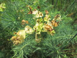 Image of Cypress Spurge