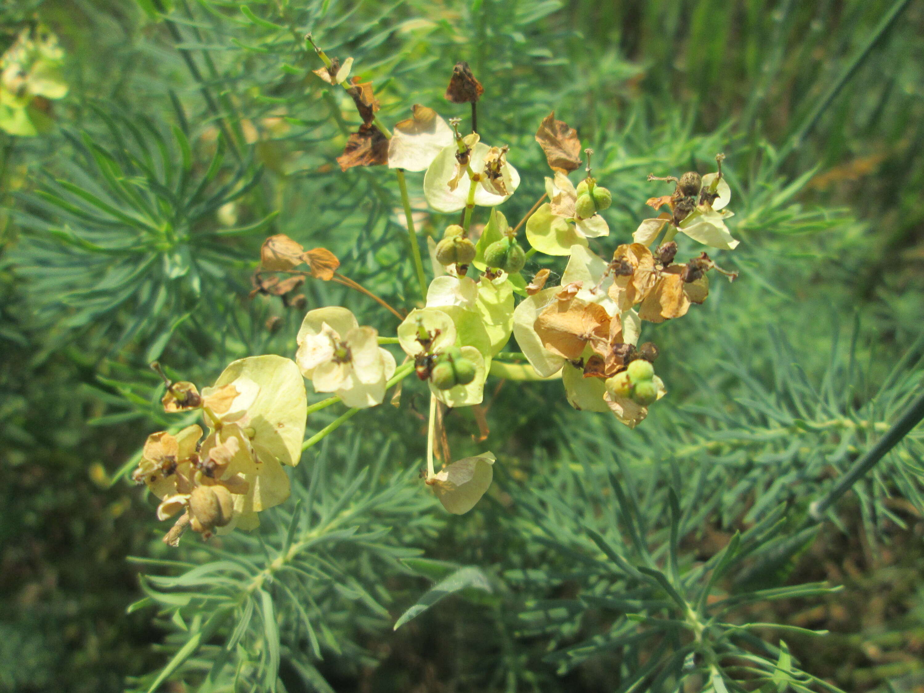 Image of Cypress Spurge