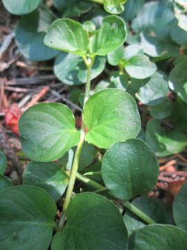 Слика од Lysimachia nummularia L.